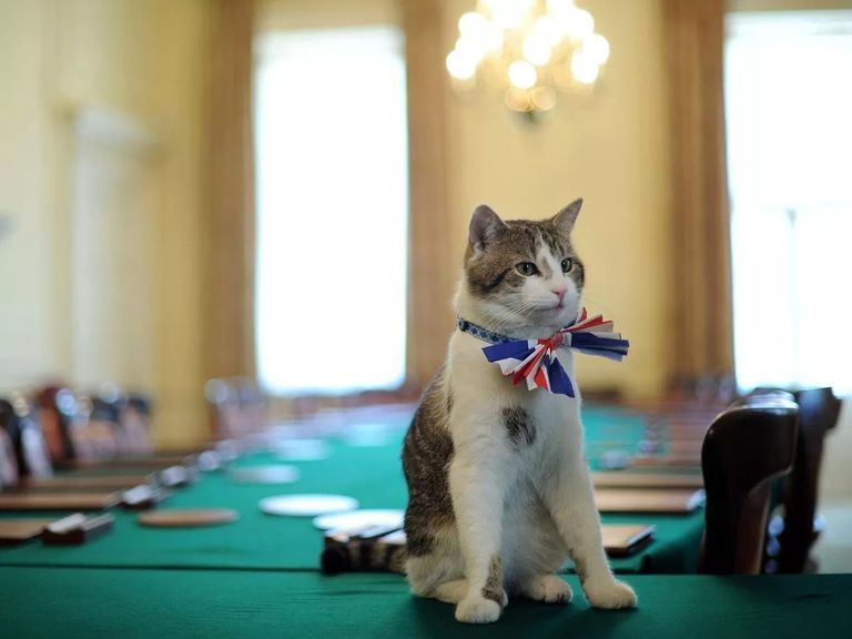 لاري قط داونينغ ستريت