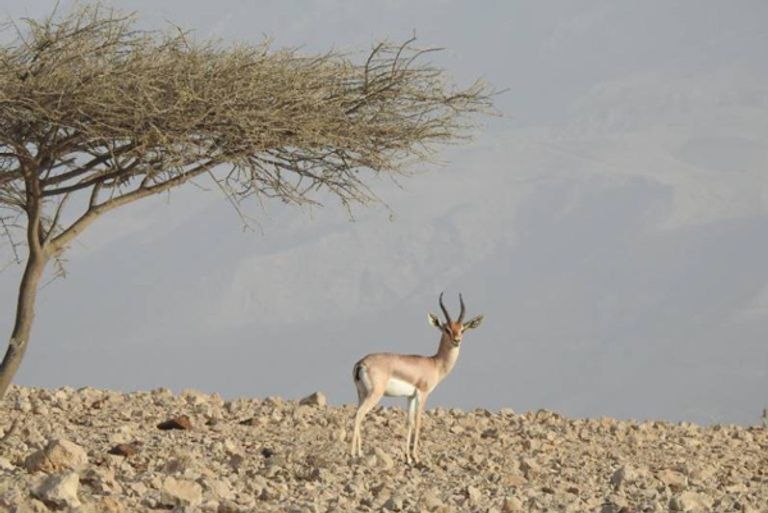 إنجاز إماراتي جديد على مؤشر الأداء البيئي