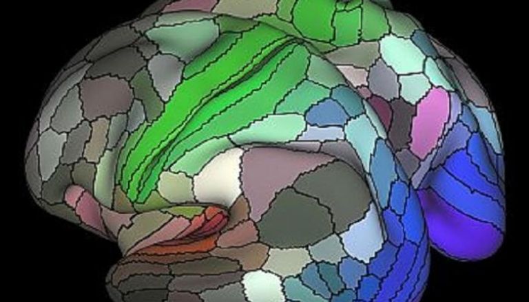 موزعة بشكل مدهش.. علماء يرسمون خريطة الدهون في الدماغ