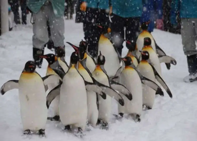 Asahimama Zoo أحد أفضل أماكن السياحة في هوكايدو اليابان السياحة في هوكايدو.. اكتشف أبرز المعالم والعجائب