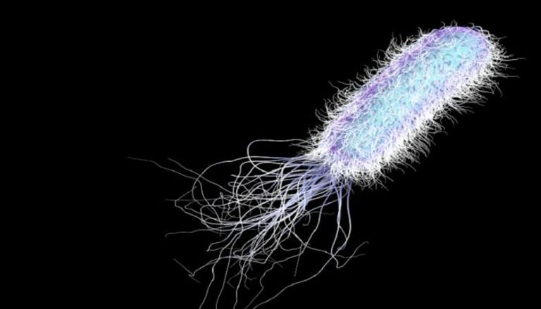 بكتيريا Pseudomonas aeruginosa 