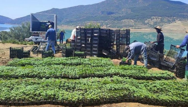 المغرب يصدر أول شحنة من الحشيش المقنن