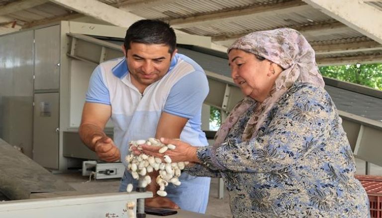 إنتاج الحرير في أوزبكتسان