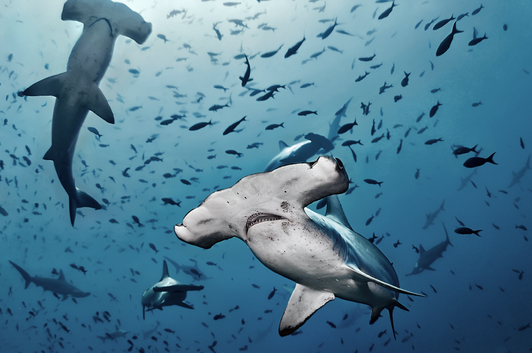 جزيرة كوكوس كوستاريكا أحد أخطر الجزر في العالم