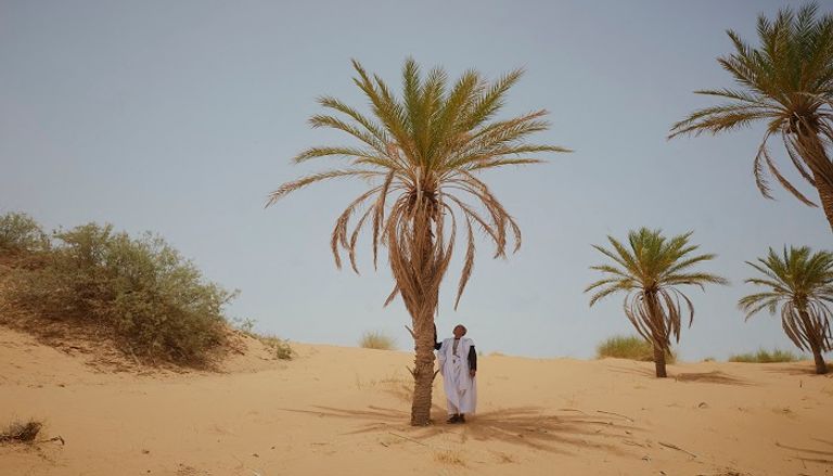 تساقط رؤوس النخيل بفعل الجفاف