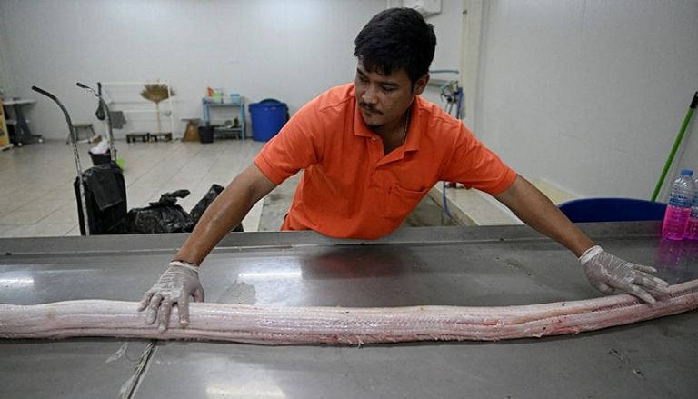 لحوم الثعابين.. حل غذائي ومناخي لا ينقصه سوى شهية البشر! ثعبان - فرانس برس