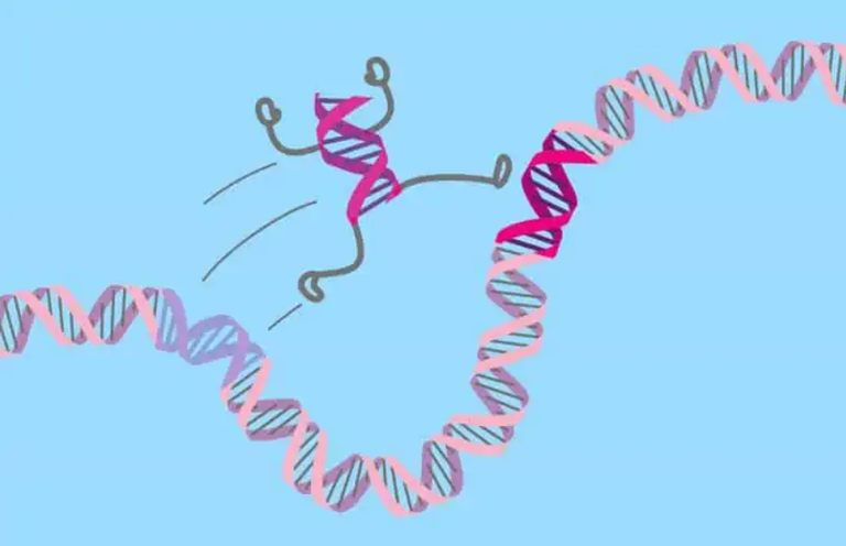 اكتشاف دور جديد لـ