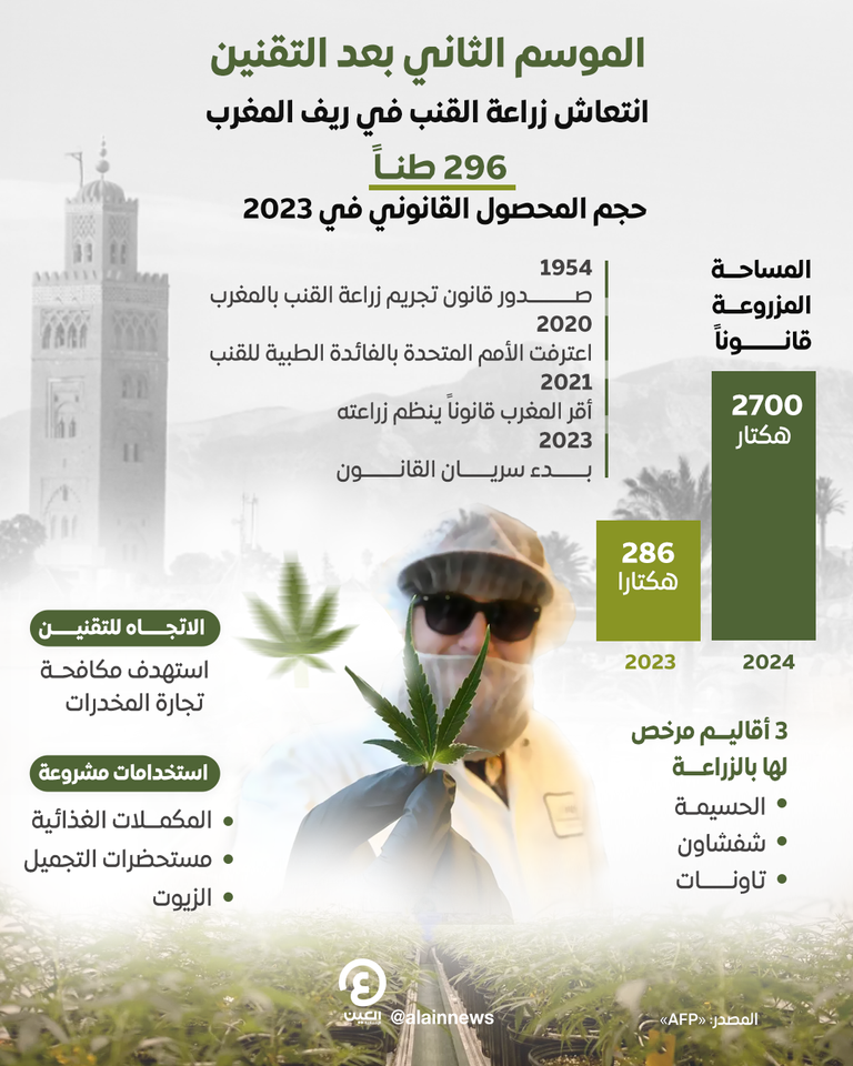 انتعاش زراعة «القنب» بعد تقنينه في المغرب