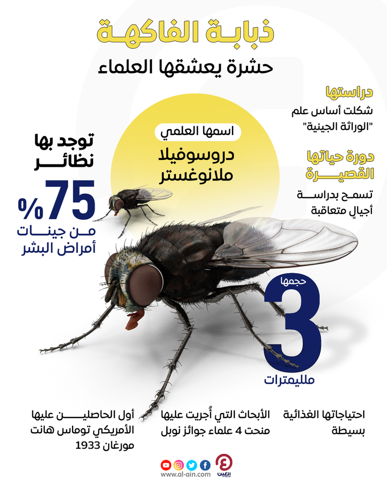 ذبابة الفاكهة قدمت خدمات جليلة للبحث العلمي