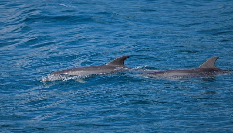 رحلة سياحية