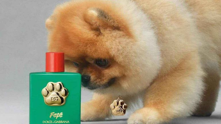 دولتشي آند جابانا تطلق عطرا جديدا للكلاب- أرشيفية