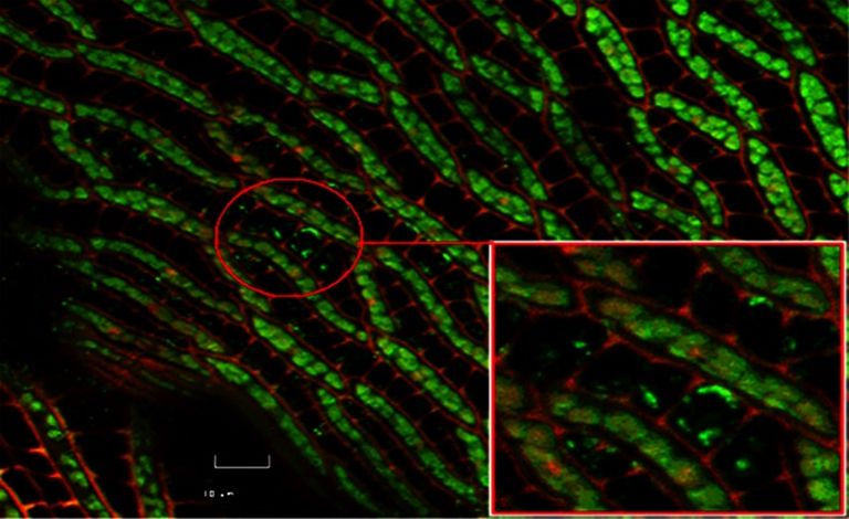 الكائنات الحية الدقيقة المعروفة باسم "الميثانوتروف" مرشح طبيعي للميثان