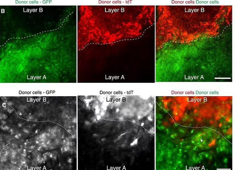 الخلايا الجذعية وسيلة مقترحة لتحقق الشباب الدائم