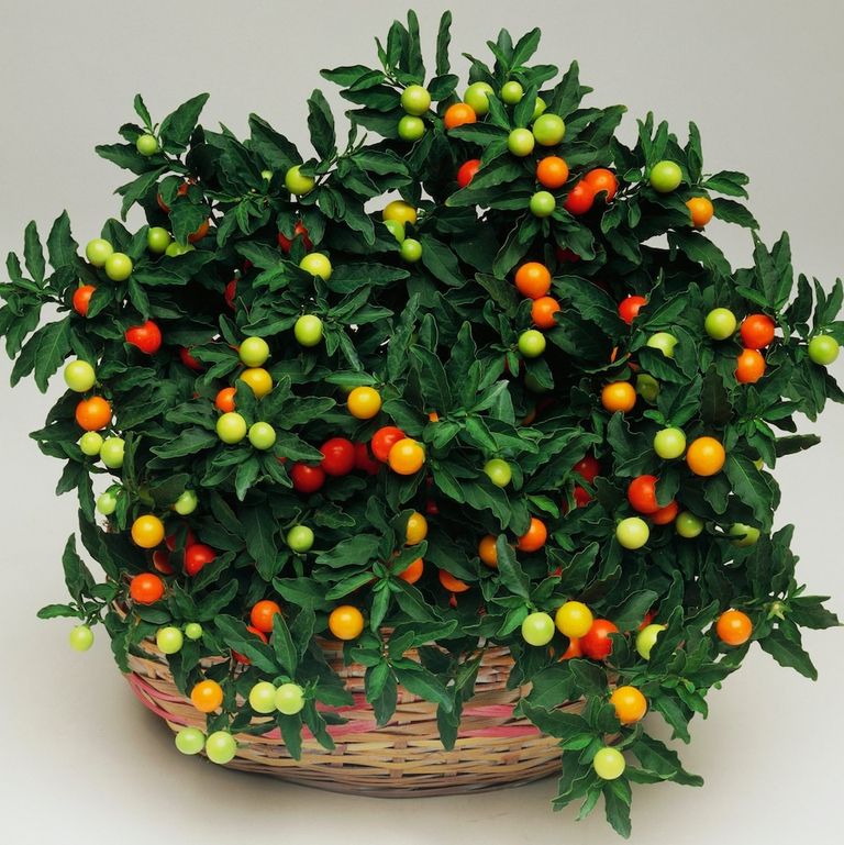 أليسيا سيلفرستون