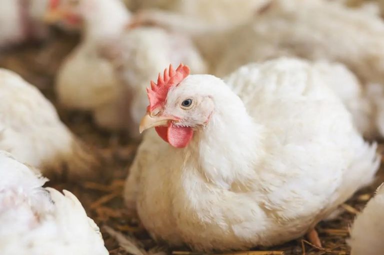 مجموعة من القرود