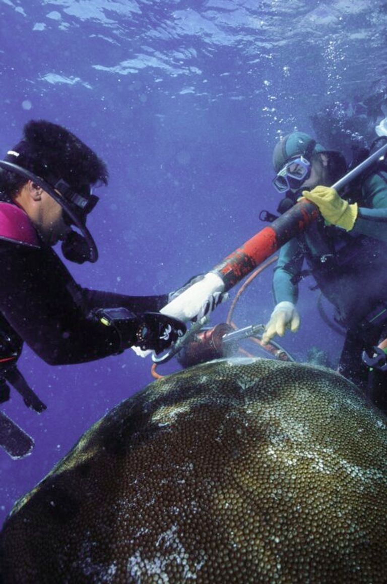 هياكل الشعاب المرجانية في مياه جزر فيجي