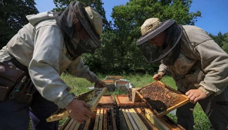 مربو نحل العسل يواجهون عاما كارثيا بسبب تغير المناخ