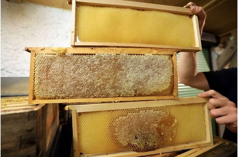 مربو نحل العسل يواجهون عاما كارثيا بسبب تغير المناخ