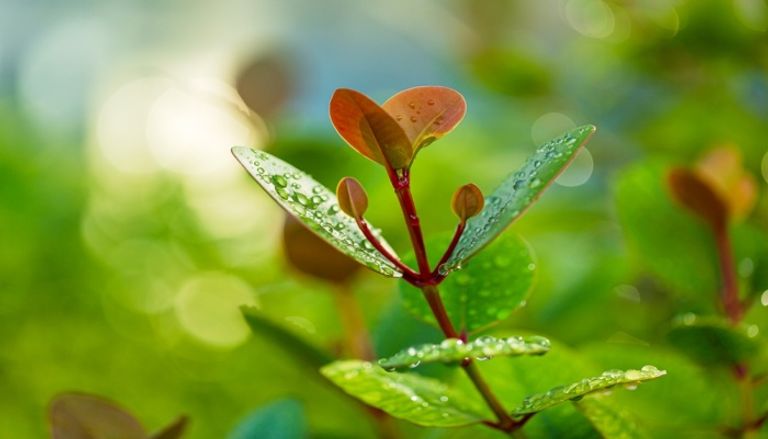 دعاء نزول المطر مكتوب للزواج 