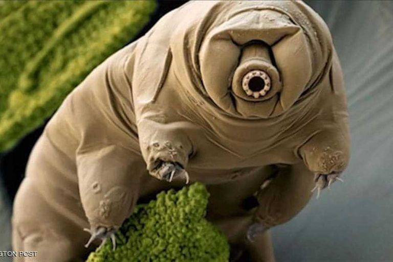 أكثر 6 كائنات أدبا