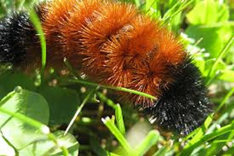 قرد الكابوتشين- أرشيفية