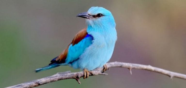 قرد الكابوتشين- أرشيفية