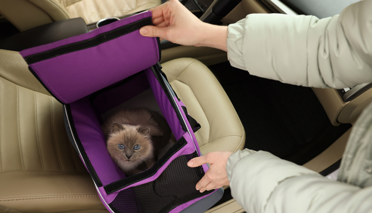 تربية الحيوانات الأليفة