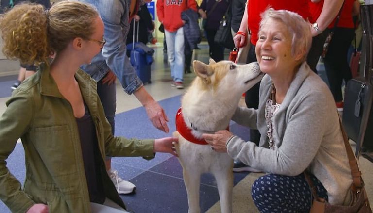 تربية الحيوانات الأليفة