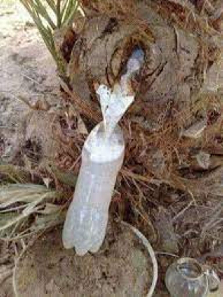 عصير النخلة يتم استخراجه من الجمار أو ما يطلقون عليه اسم "شحمة النخلة"