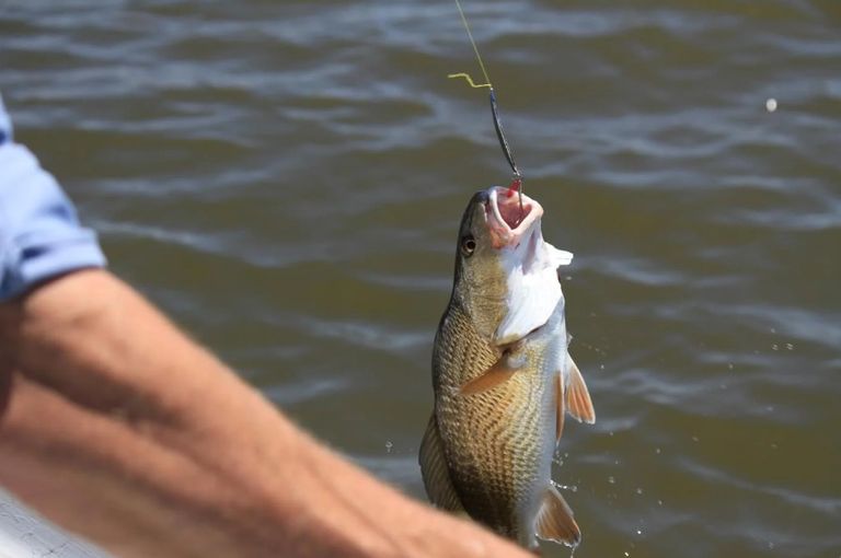 أحد أنواع الأسماك