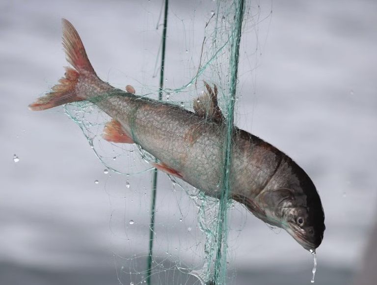 أحد أنواع الأسماك