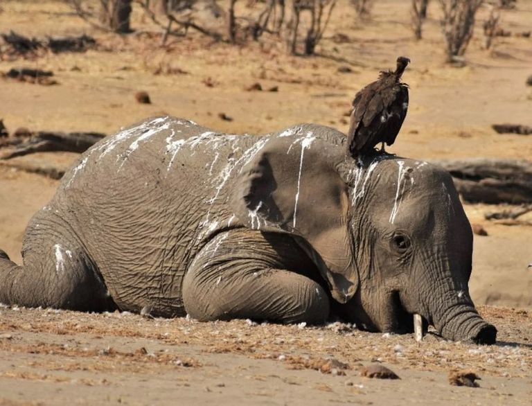 فيل نافق في زيمبابوي 