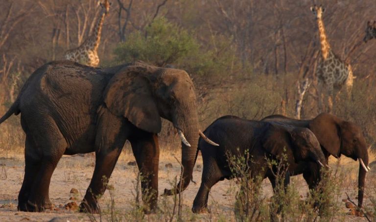 فيل نافق في زيمبابوي 