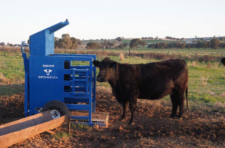 أجهزة رصد أنفاس البقر