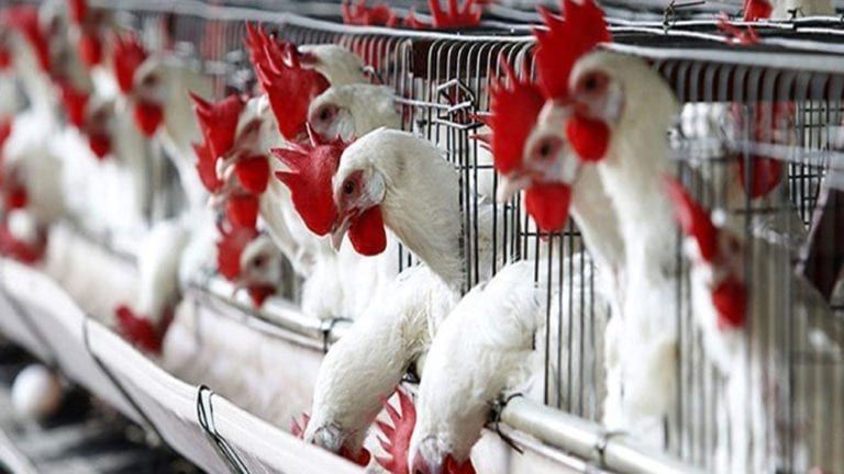 أهمية صناعة الدواجن في مصر بشرى للمصريين.. مبادرة جديدة لتخفيض أسعار البيض لـ150 جنيهًا
