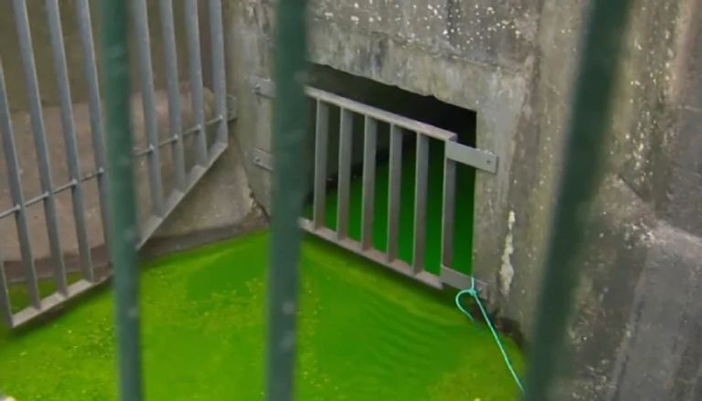 لماذا تحولت مياه ميناء سيدني إلى الأخضر؟