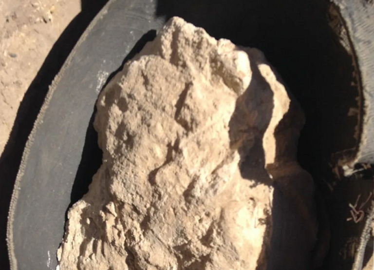 أقدم جبنة مصرية - المصدر: جامعة القاهرة