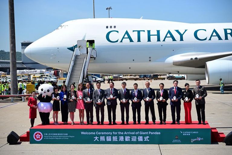 جانب من استقبال الباندا في هونغ كونغ