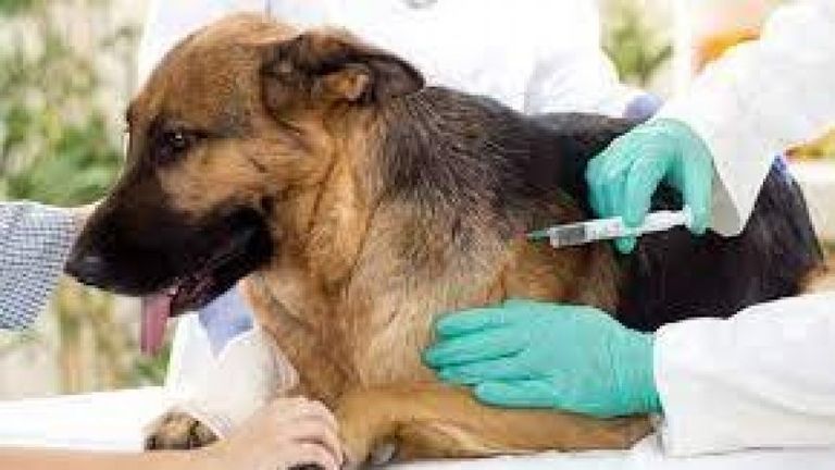 اليوم العالمي لداء الكلب 2024