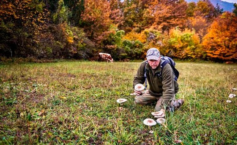 بعض أنواع الفطر الصالح للأكل