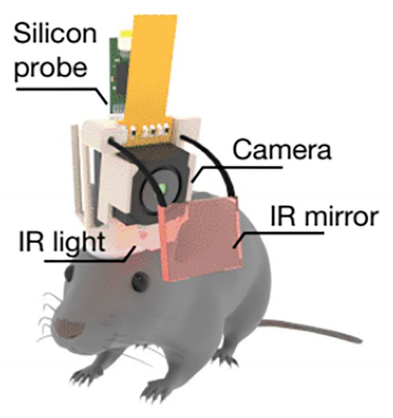 حدقة العين تلعب دورا محوريا في الذاكرة