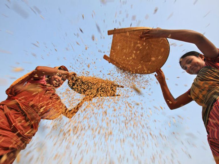 المحاصيل الهندية محاصيل الهند