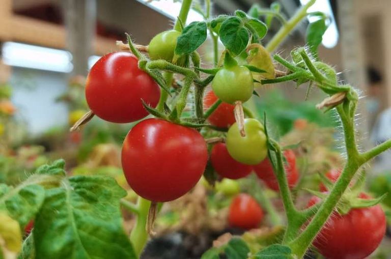 اكتشاف آلية جديدة مسؤولة عن نضج الفواكه