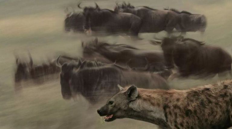 الضبع تم العثور عليه شمال حدود مصر مع السودان