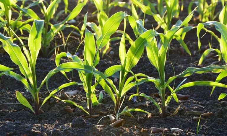 التجوية تعتمد على سحق الصخور الغنية بالمعادن