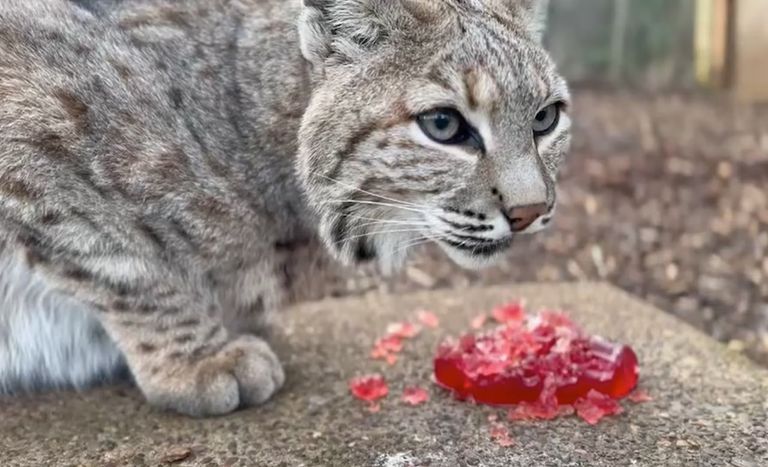 قط بري - أرشيفية