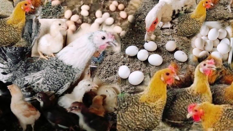 دواجن بيضاء