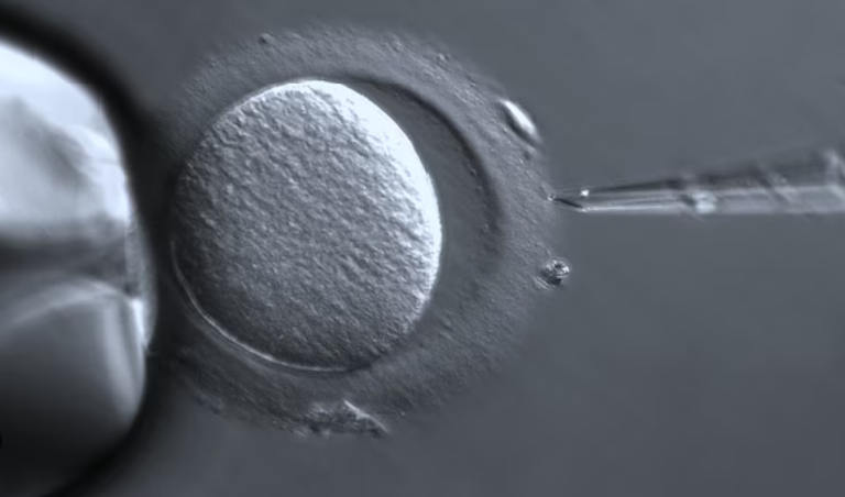 إنتاج بويضات بشرية من خلايا الجلد