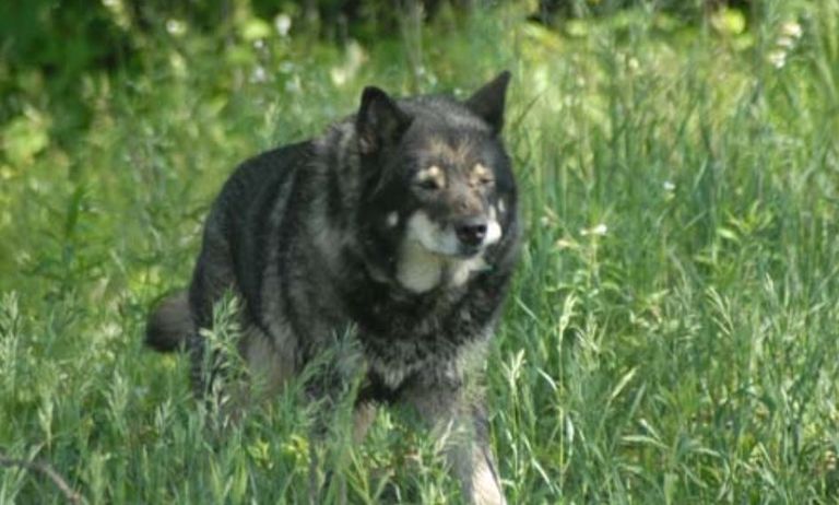 اكتشاف حيوان هجين يجمع بين الذئب والكلب