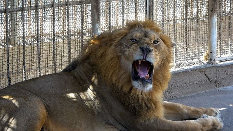 الأسود أصيبت بمرض معد